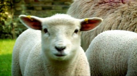 Lambs on The F-Word