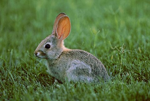 Bunny