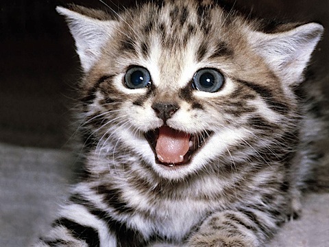 A kitten A kitten